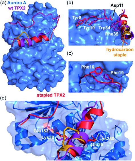 Comparison Of Unconstrainedconstrained Aurora A Bound Tpx2 Peptides