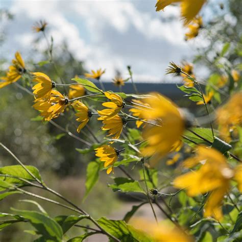 Names Of Yellow Spring Shrubs