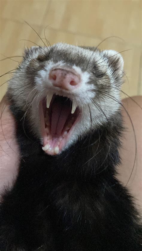 sleepy baby : r/ferrets