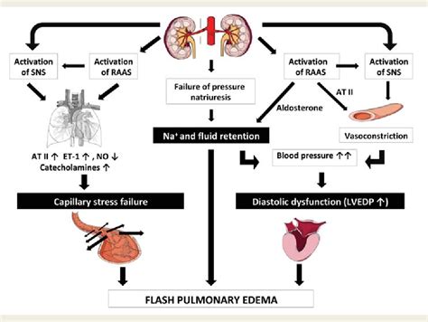 Table 1 From Flash Pulmonary Oedema And Bilateral Renal Artery Stenosis The Pickering Syndrome