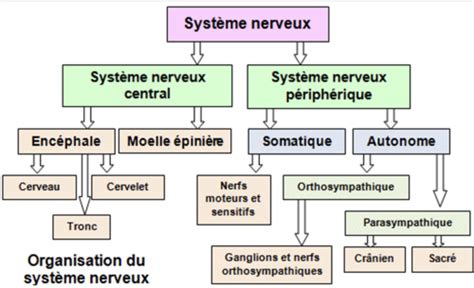 système nerveux autonome Flashcards Quizlet