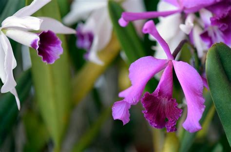 Premium Photo | Pink orchid on the garden