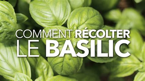 Comment récolter le basilic YouTube