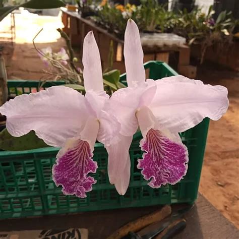 Orquídea Cattleya Lueddemanniana Tipo Espécie Linda Coleção