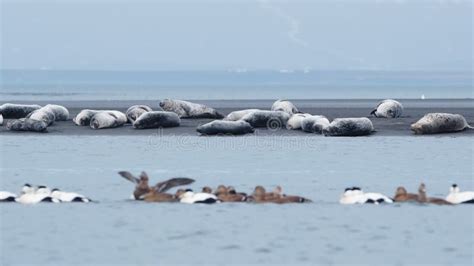 Sea Lions on the Ocean Coast, Beautiful Marine Mammals in Natural ...