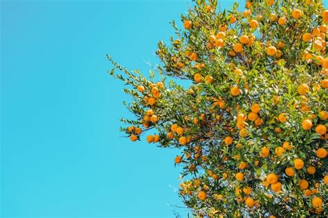 Maduraci N De Los Frutos De Naranja O Mandarina En Un Rbol En Un D A