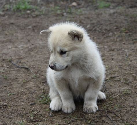 Greenland Dog : History, Temperament, Care, Training, Feeding & Pictures