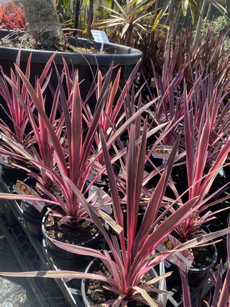 Cordyline Australis Pink Passion Cabbage Tree True Green Nursery