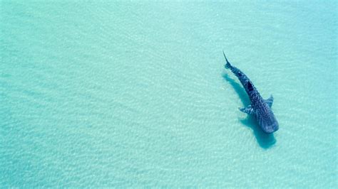 Le Cartilage De Requin Un Traitement Alternatif Contre Larthrose