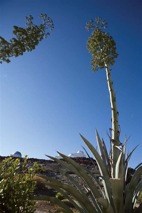 Agave | Definition, Uses, & Facts | Britannica