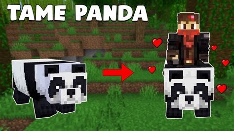 How To Tame Panda In Minecraft All Versions Youtube