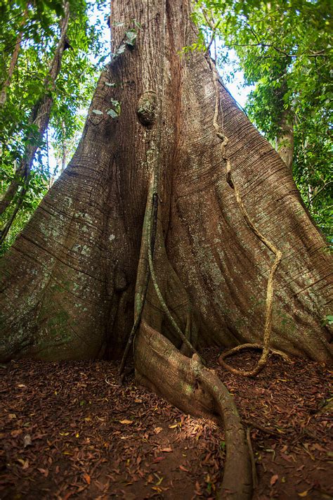 Gro Er Kapokbaum Ceiba Pentandra Auf Bild Kaufen Image