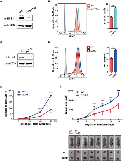 Frontiers Ets Suppresses Tumorigenesis Of Human Breast Cancer Via