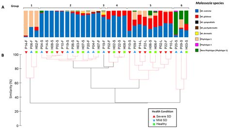 Malassezia Intra Specific Diversity And Potentially New Species In The