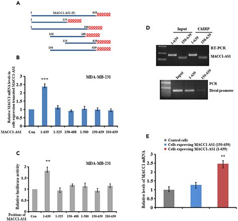 Lncrna Macc1 As1 Associates With Ddx5 To Modulate Macc1 Transcription