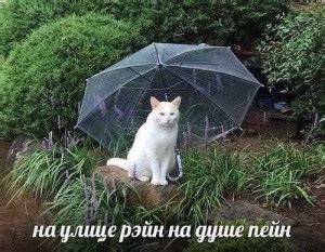 Create meme "cat in the rain, cat in the rain, kitten in the rain ...