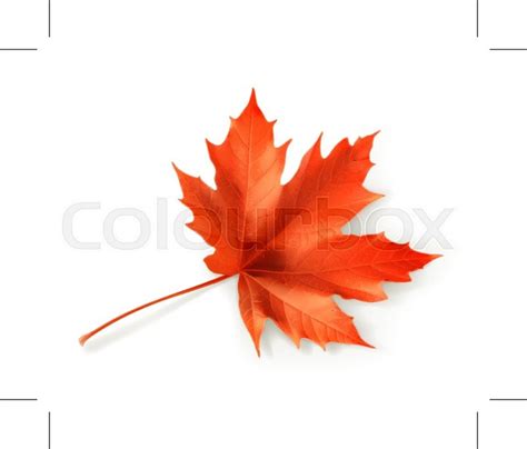 Canada Leaf Vector at Vectorified.com | Collection of Canada Leaf ...