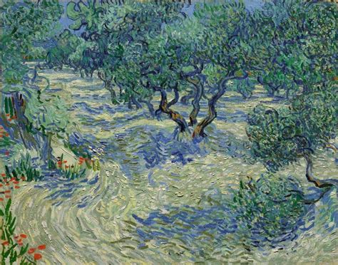 Olive Trees Vincent Van Gogh Pivada