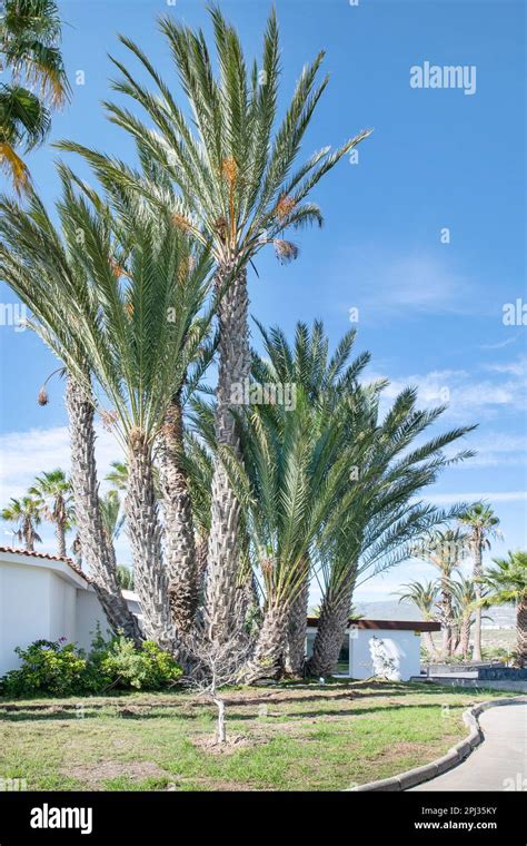 Cluster Of Palm Trees Standing Tall And Gently Swaying In The Breeze