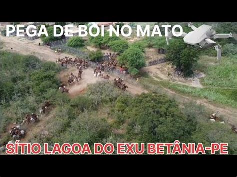 Drone Pega De Boi No Mato S Tio Lagoa Do Exu Bet Nia Pe Org J Lio