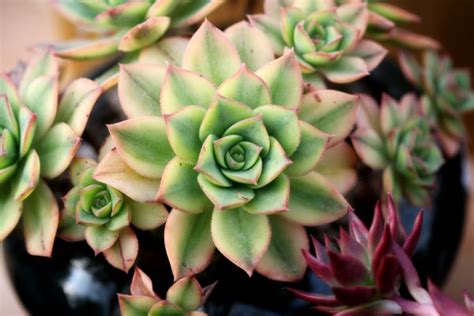 Free Images Plant Leaf Petal Green Color Botany Succulent