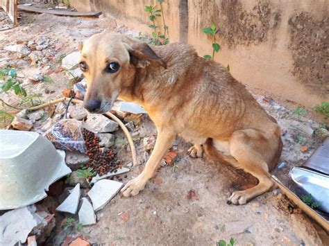 Cachorro abandonado há 15 dias é resgatado de casa em Sorocaba