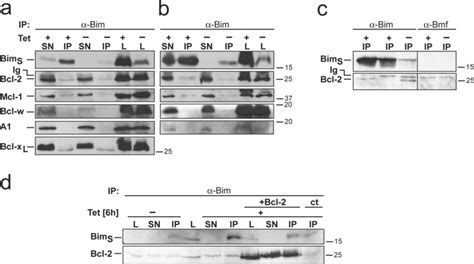 Interaction Between Bims And Prosurvival Proteins As Tested By