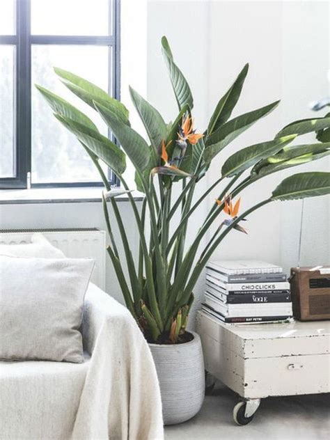 12 Indoor Plants That Look Like A Banana Tree