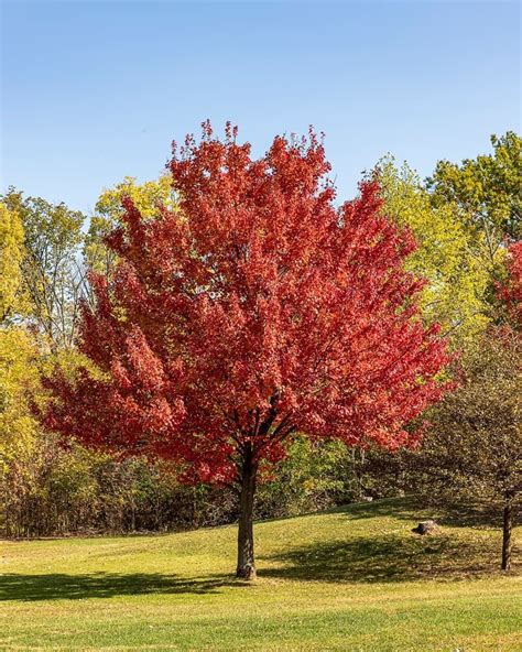 21 Types Of Maple Trees Leaves Bark With Pictures And Identification