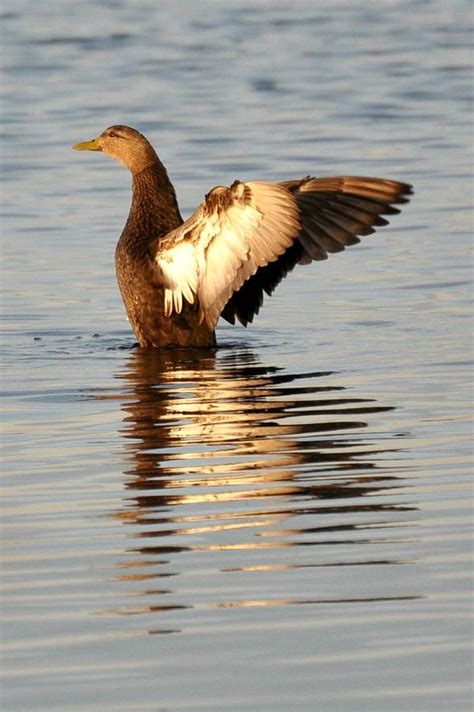 Female Duck Drying Off Photograph By Jo Ann Matthews Fine Art America