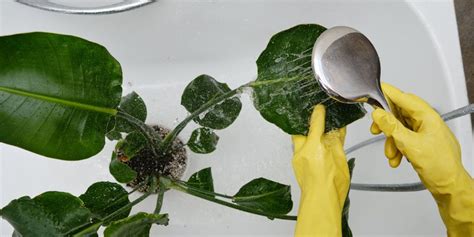 Pro Level Houseplant Cleaning A Complete Guide