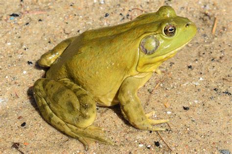 American Bullfrog Rana Catesbeiana Amphibians And Reptiles Of South Dakota