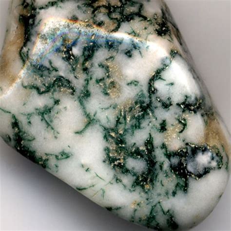 Agate Moss Carina Rossner Organics