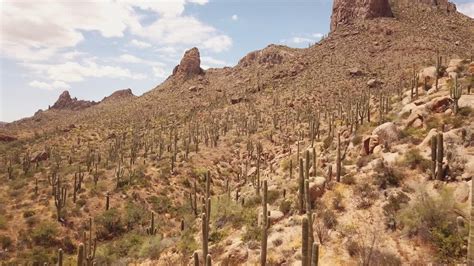 Vídeo de arquivo Premium Voo de drone sobre muitos cactos saguaro em