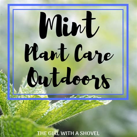 3 Keys to Outdoor Mint Plant Care - The Girl with a Shovel