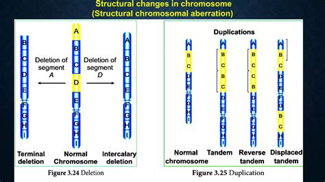 Chapter 3 Chromosomal Basis Of Inheritance PPT