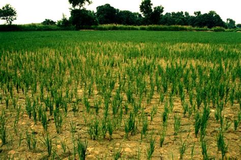 Drought Irri Rice Knowledge Bank