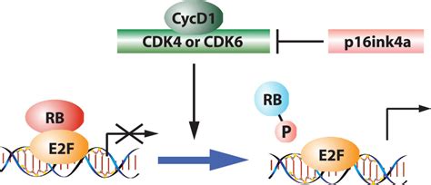 Retinoblastoma Gene