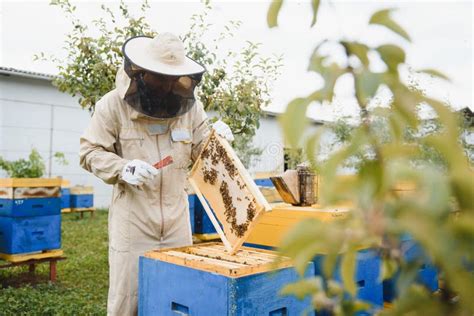 Apicultores De Apicultura En Las Abejas En Vuelo Foto De Archivo