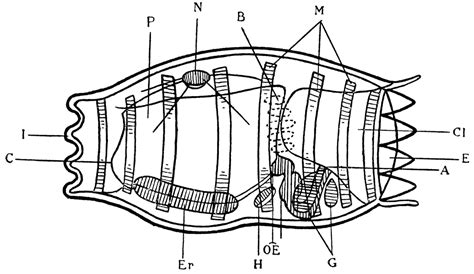 Doliolum Mulleri | ClipArt ETC