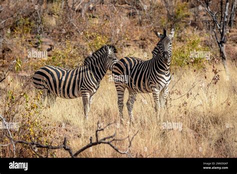 Two Zebras Standing In The Grass Stock Photo Alamy