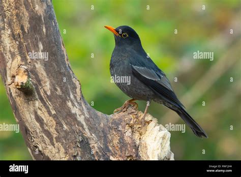 Grey Winged Blackbird Male Turdus Boulboul Sattal Nainital