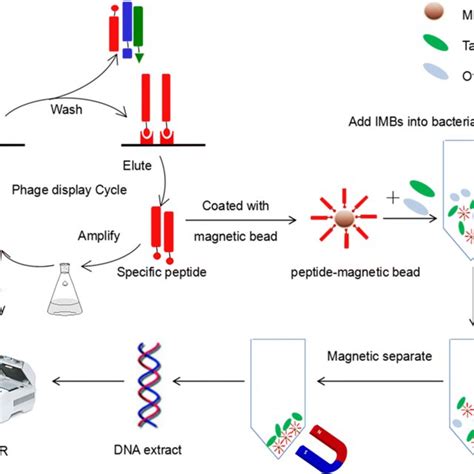 Schematic Diagram Of The Detection For V Parahaemolyticus Based On