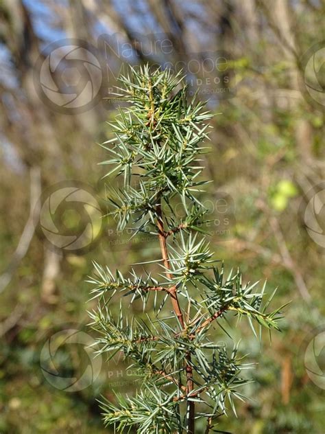 Juniperus Communis Common Juniper Leaf Leaf Juniperus Communis