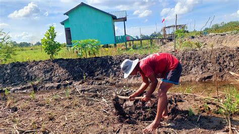 Semangat Bertani Warga Transmigrasi Baru Sp Tanjung Buka Youtube