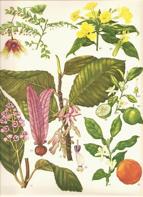 Vintage Botanical Print 1970 Art Wild Flowers Original Book Etsy Plant Illustration