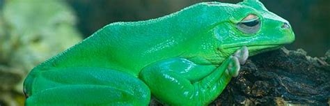 Australian Green Tree Frog