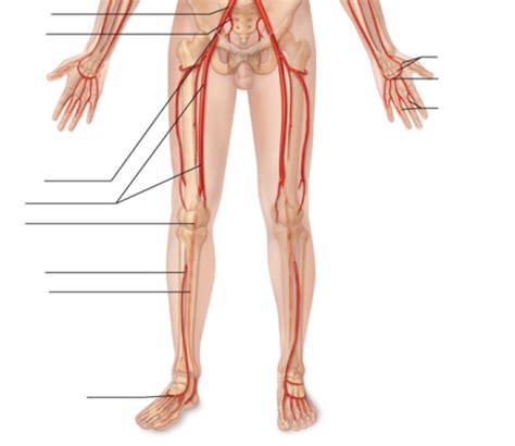 Major Arteries Pt Diagram Quizlet