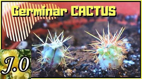 Semillas Cactus Actualizado Marzo