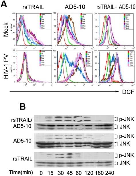 A HIV 1 PV Or Mock Infected MDM Cells Were Treated With 200 Ng Ml